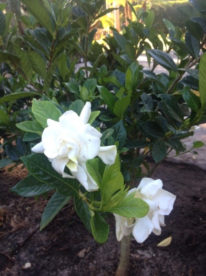  You can do it little gardenia!  Keep on growing! PLEASE! DON'T LEAVE ME!